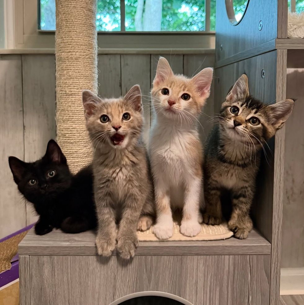 kittens happy