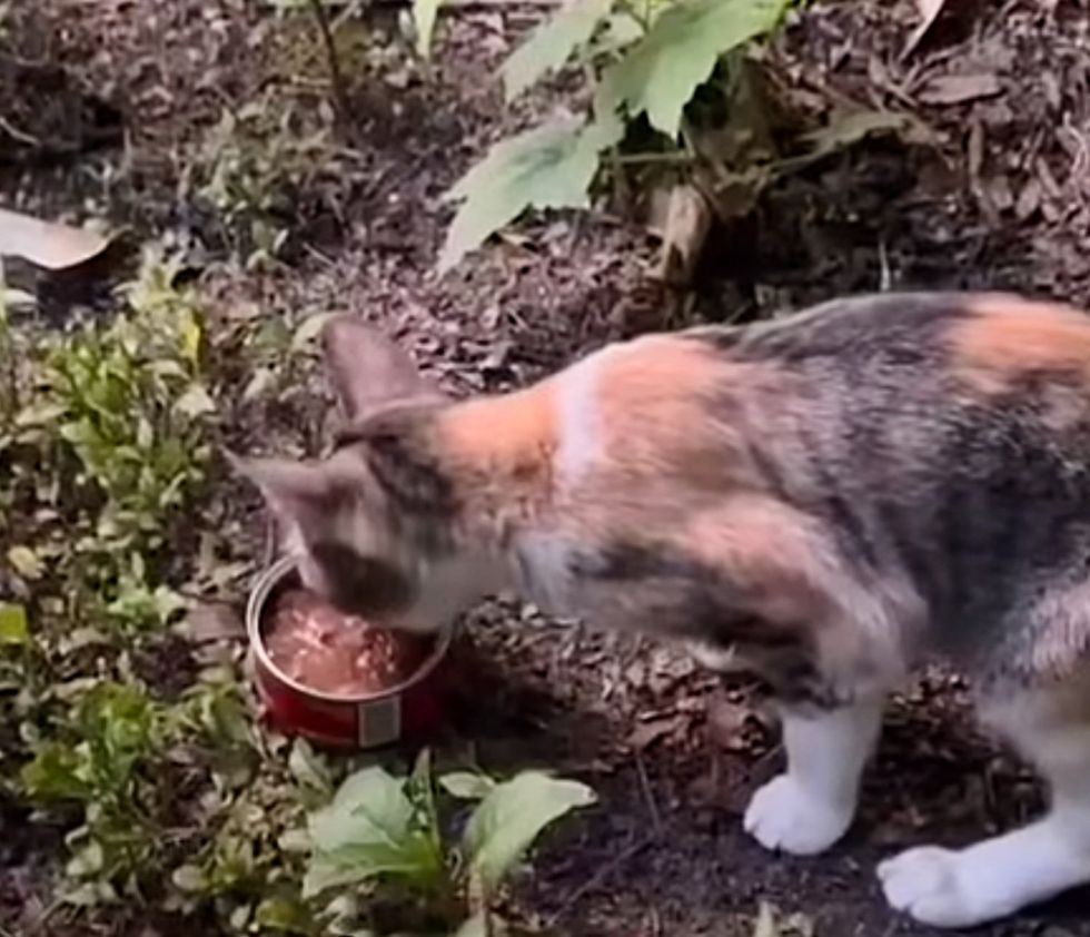hungry stray cat