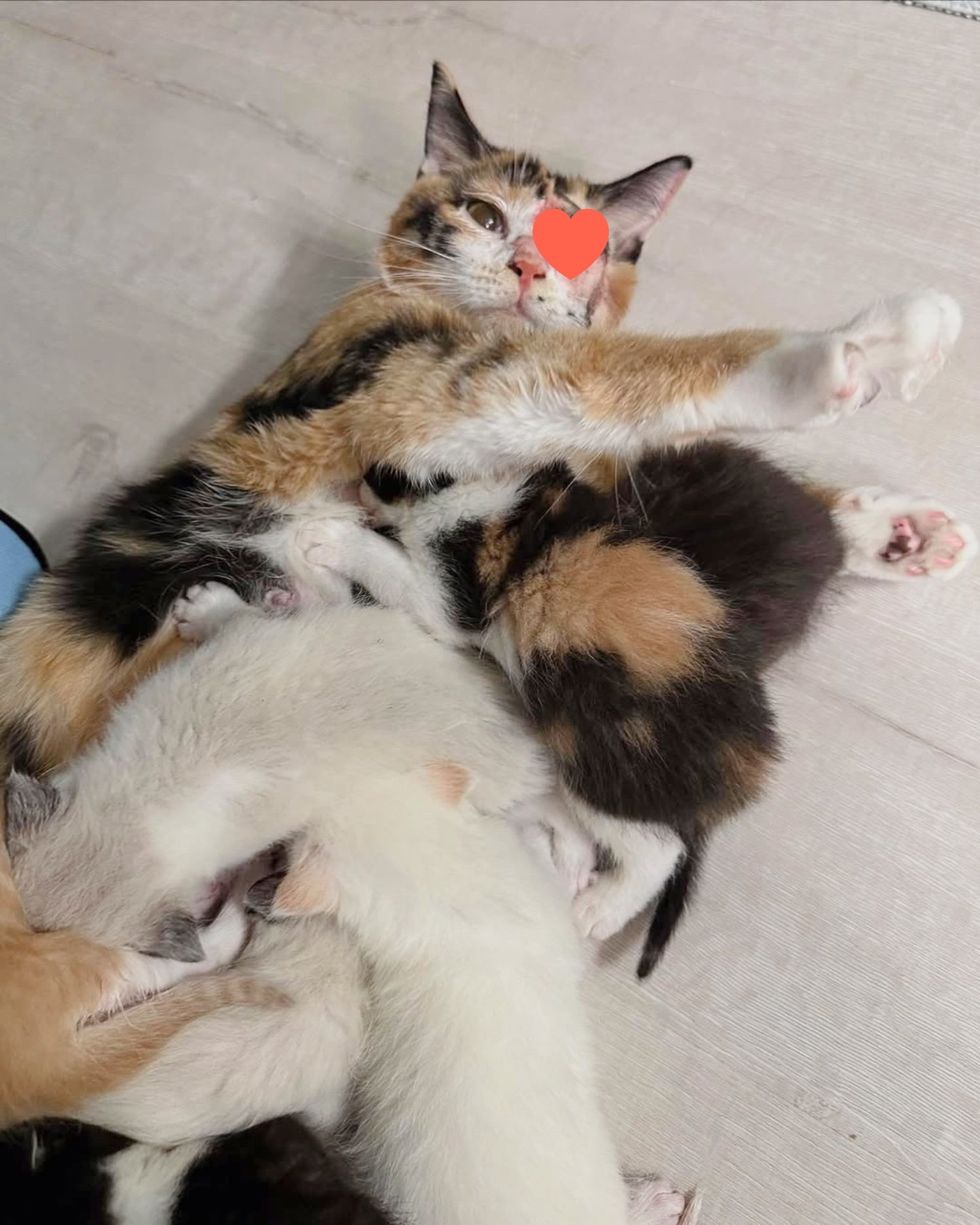 calico cat stretching, nursing kittens