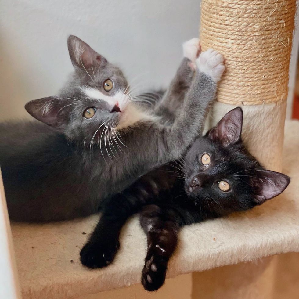 kittens snuggles cat tree