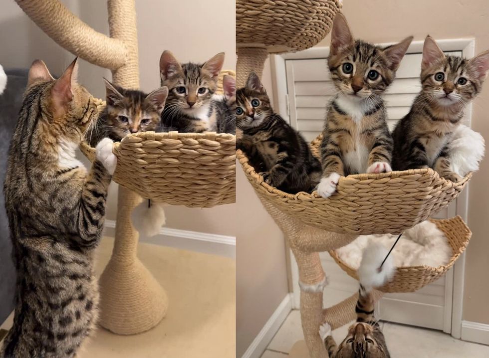 cat tabby kittens tree