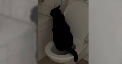馬桶多年懸案兇手竟是牠！飼主傻眼：不會沖水也學人用廁所