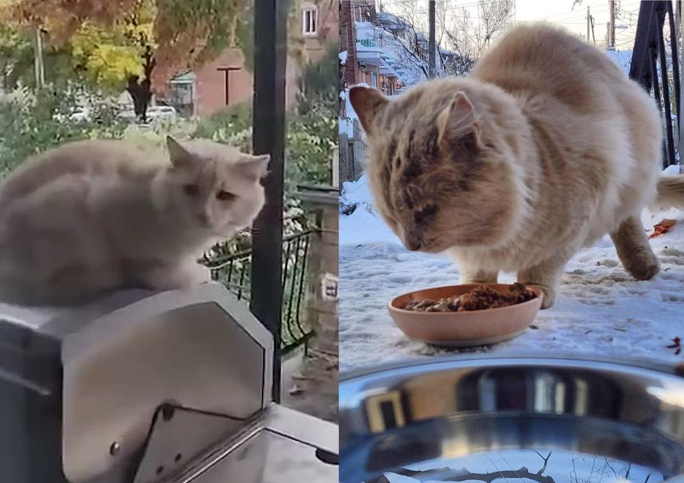 stray cat seeking food