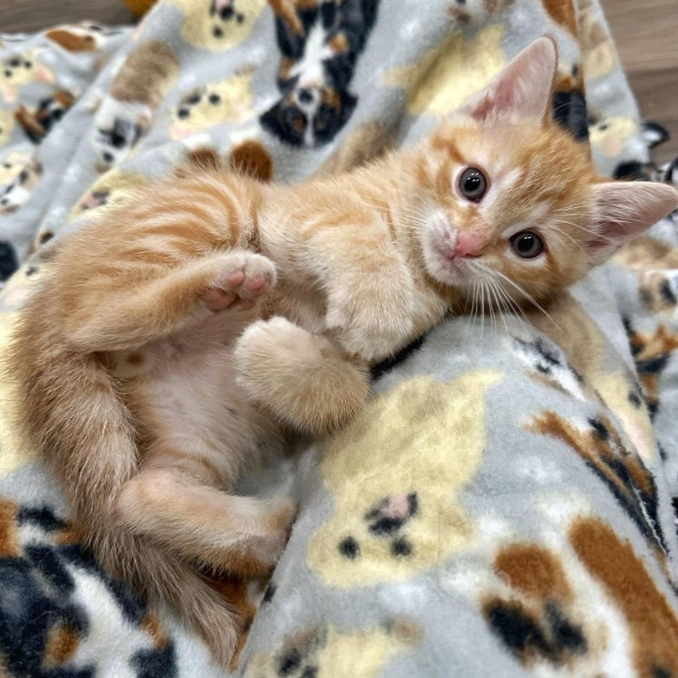 kitten orange lap cat