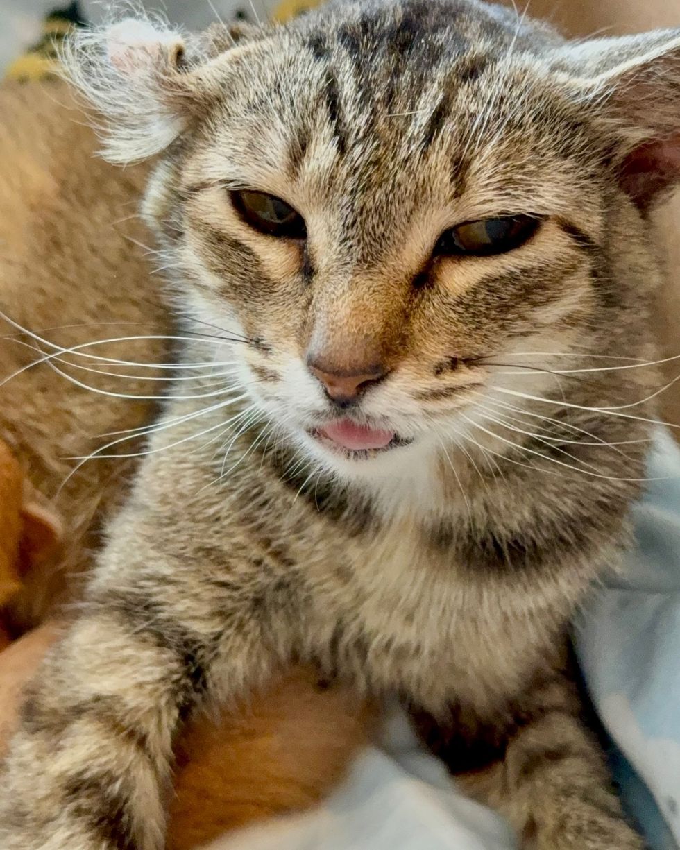 cat crinkled ear tongue