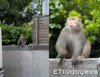 台灣獼猴悠閒逛內湖科學園區　目擊驚呼：牠肥嘟嘟的