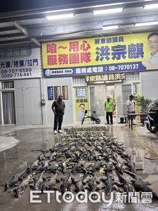 綠鬣蜥噴發！集體衝紅豆田吃Buffet　1夜逮140隻屏東農民崩潰　