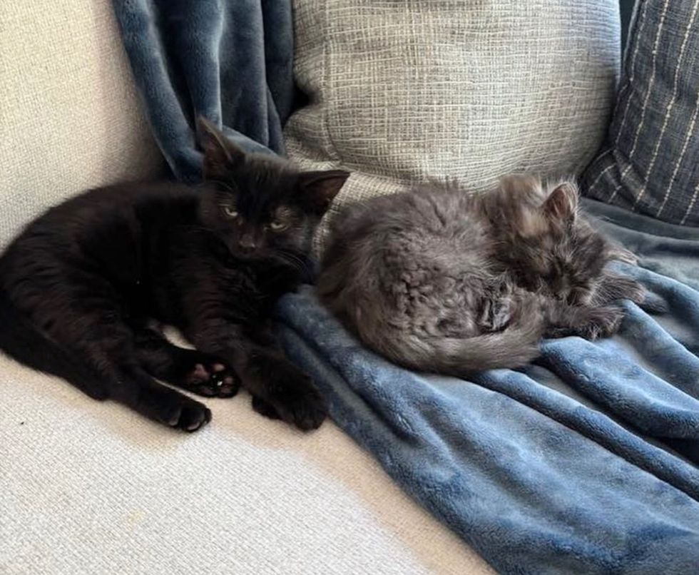 kittens best friends