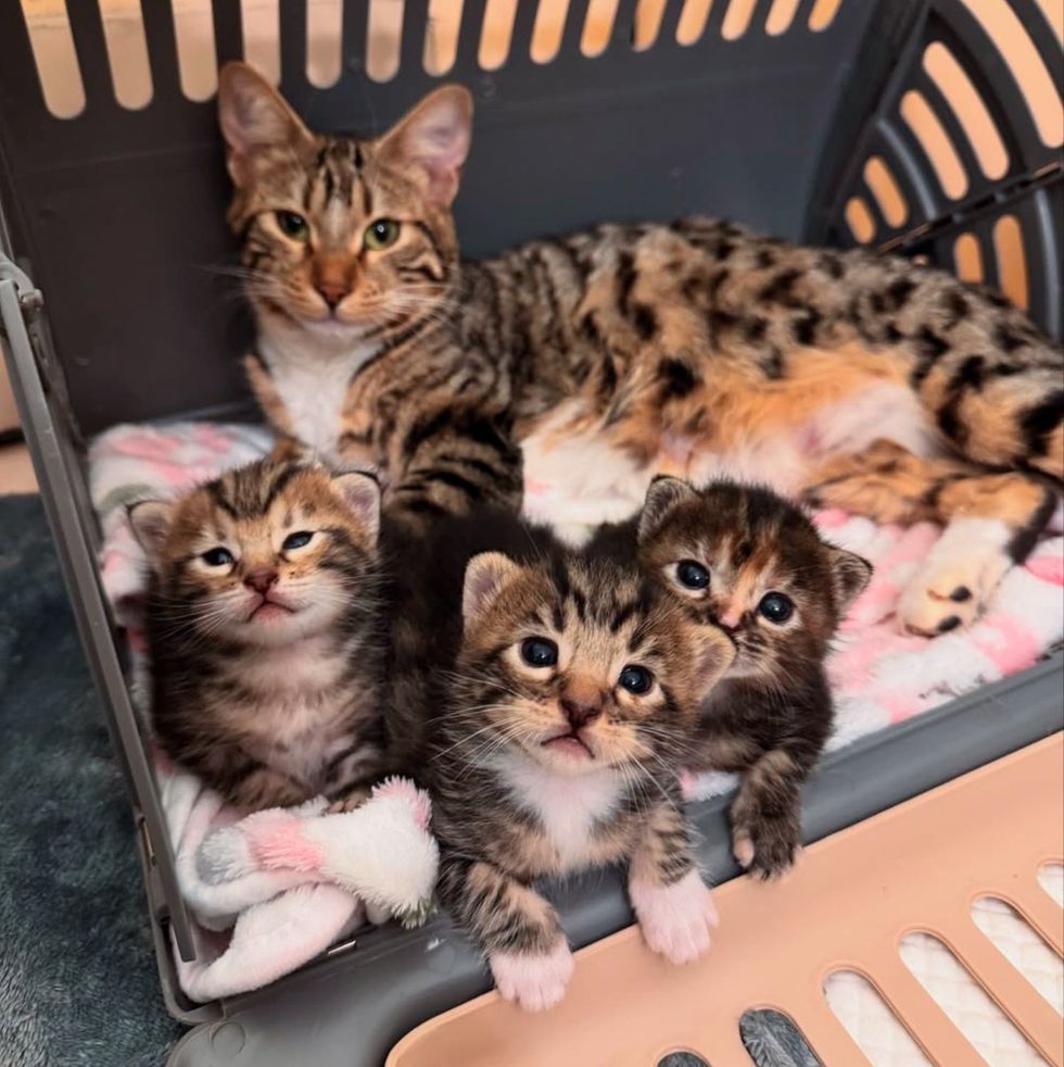 tabby cat kittens cute