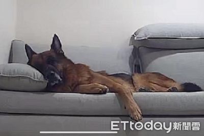 飼主買沙發「結果都狗在睡」　還猛挖軟墊擔任壓力測試員