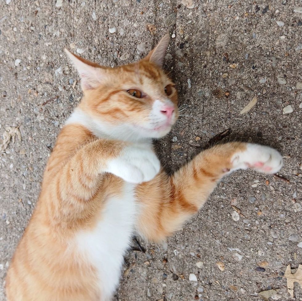 stray cat orange rolling