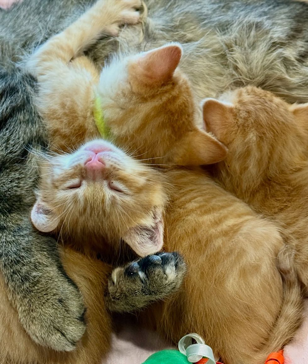 sleeping kittens ginger snuggles