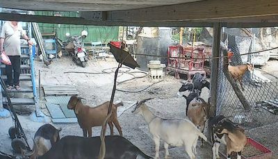 彰化120隻羊遭毒殺！飼主控地主為漲租「下藥滅羊」：大多已懷孕
