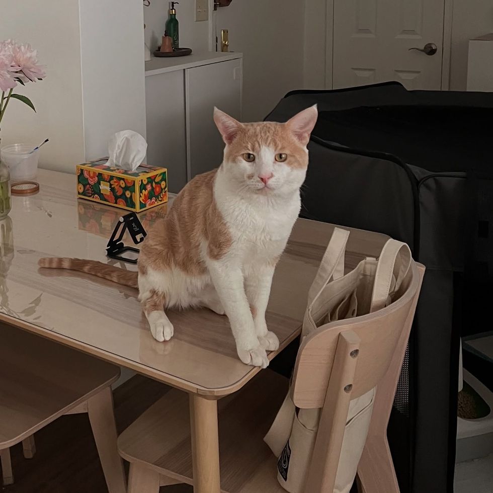 happy cat table