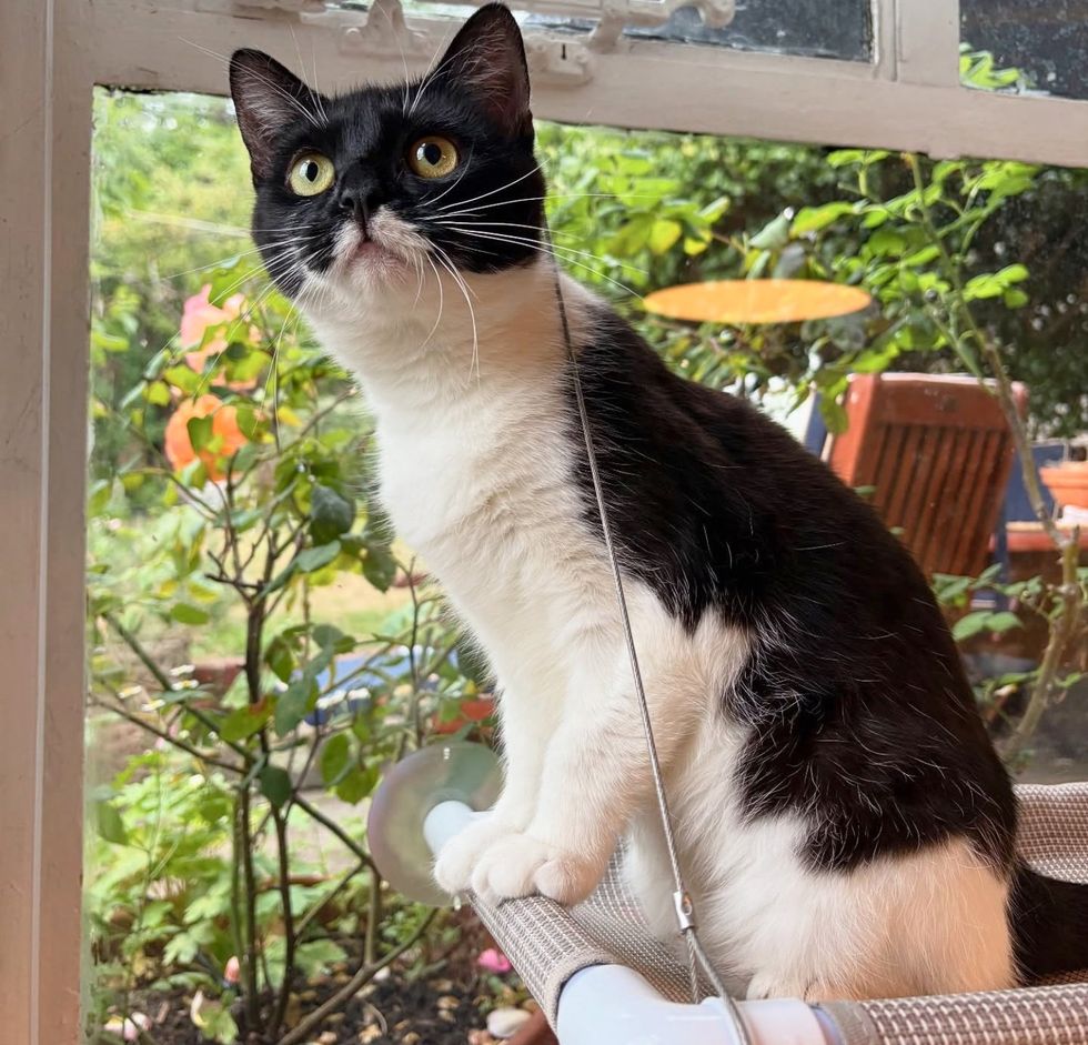 cat hammock window