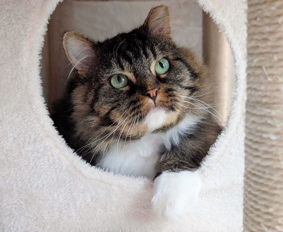 fluffy cat face tree