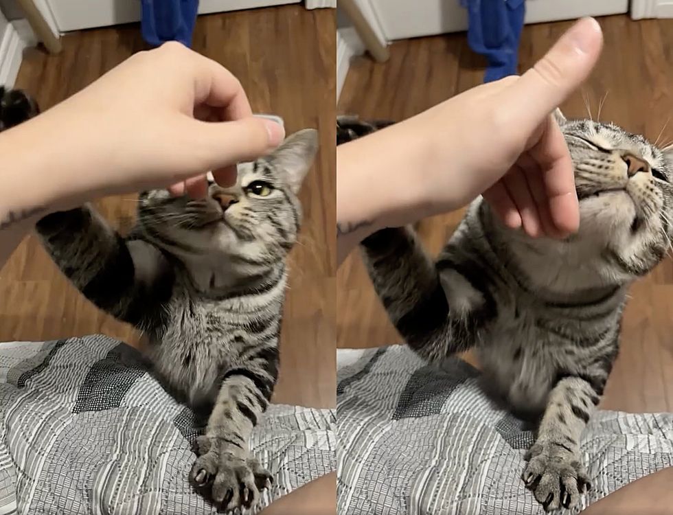 snuggly happy tabby cat