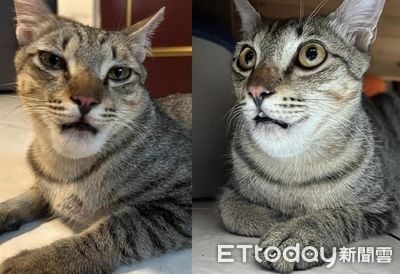 小貓貪玩被蟲咬　瞬間變「戽斗」下巴凹一塊奴才快笑瘋