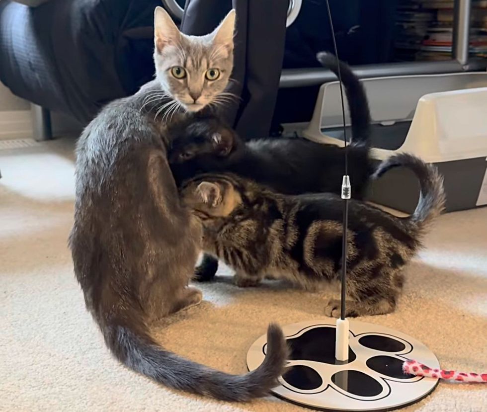 kittens nursing cat mother