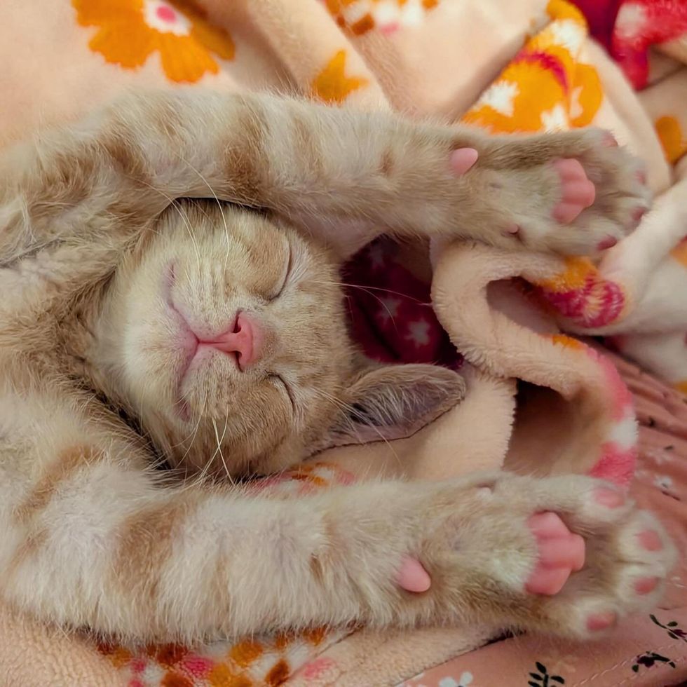 smiley sleeping kitten