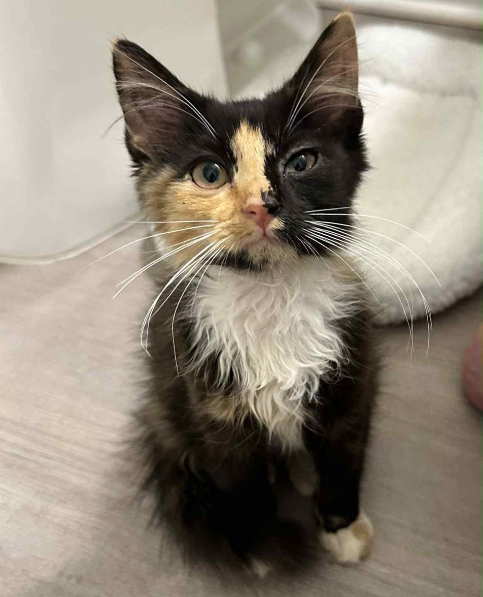 calico kitten fluffy happy