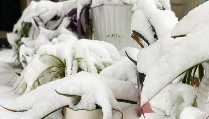 今年首场大寒潮将使局地降温16℃以上，豫皖苏等省多地停课应对暴雪