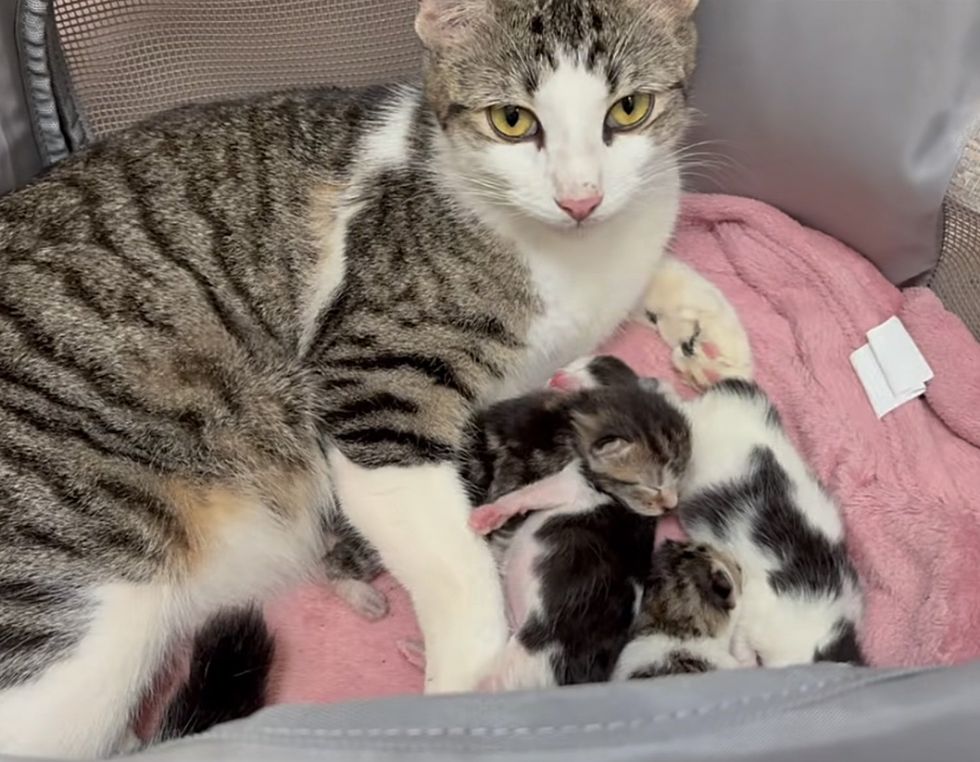 cat mother newborn kittens