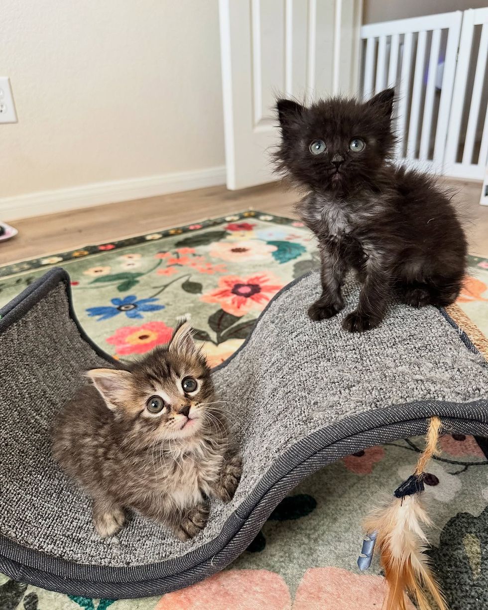 playful kittens fluffy