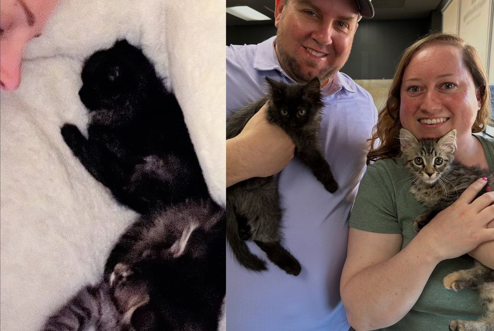 happy adoption kittens