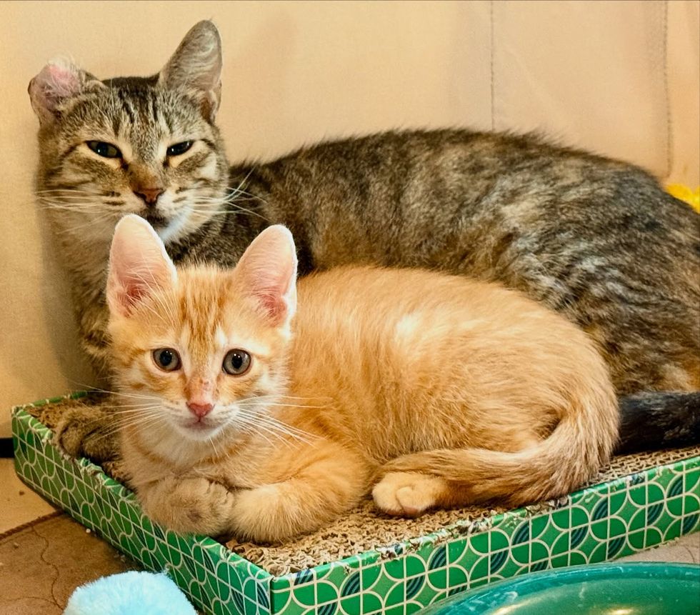 ginger kitten snuggles cat