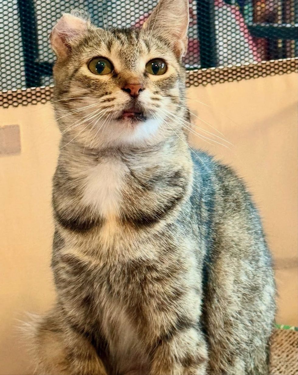 tabby cat crinkled ear