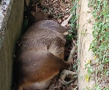 彰化二水驚見百公斤水鹿暴斃水溝　動防所：牛羊鹿不會感染豬瘟