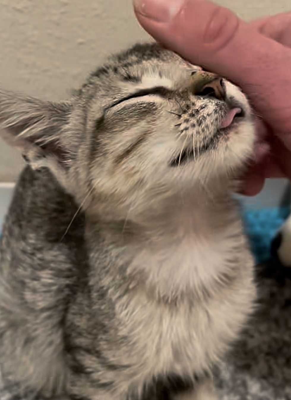 happy affectionate kitten