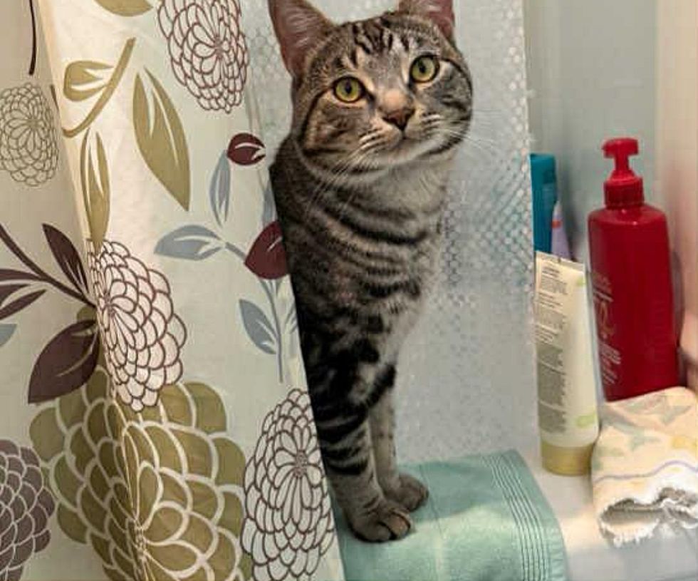 cat waits shower