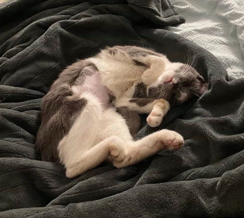 happy sleeping kitten