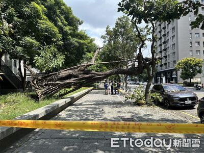 快訊／台中迪卡儂店前8米樹突倒塌！無風雨...車主停半小時中招