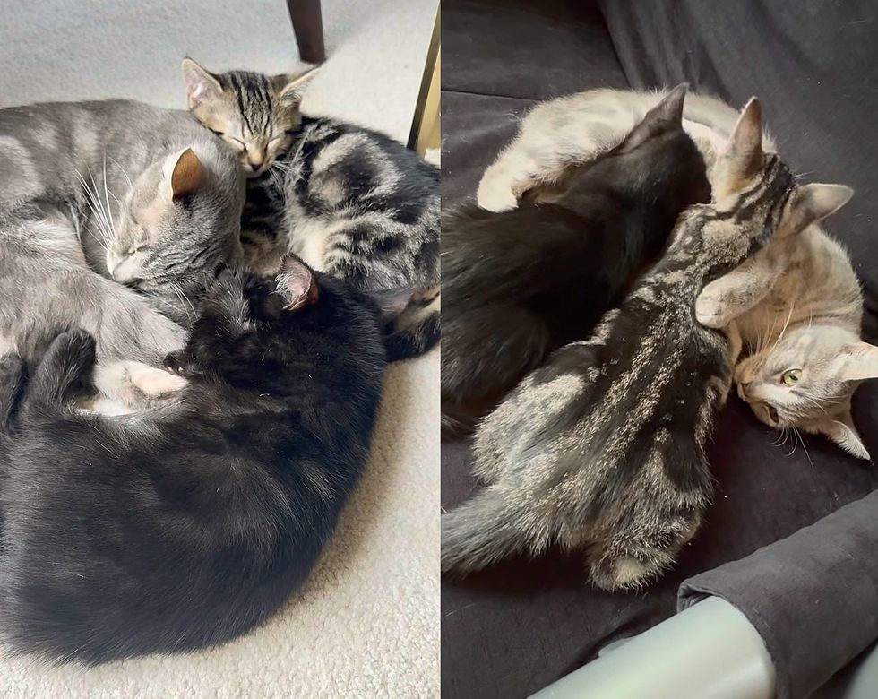 snuggly kittens cat sleeping