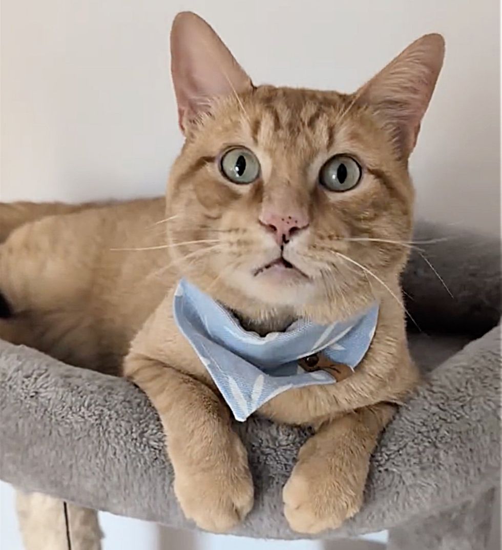 orange tabby cat tree