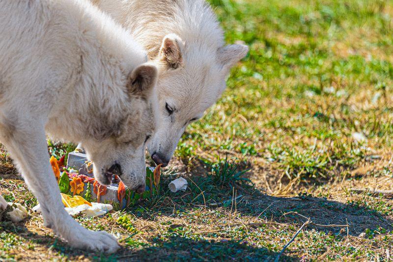 Romulus and Remus eating their birthday cake
