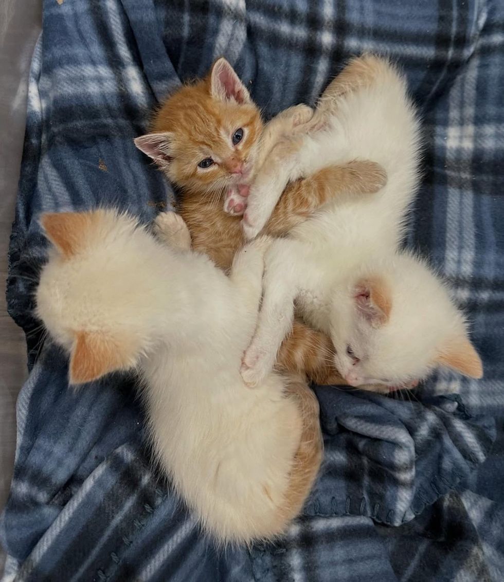 kittens snuggling