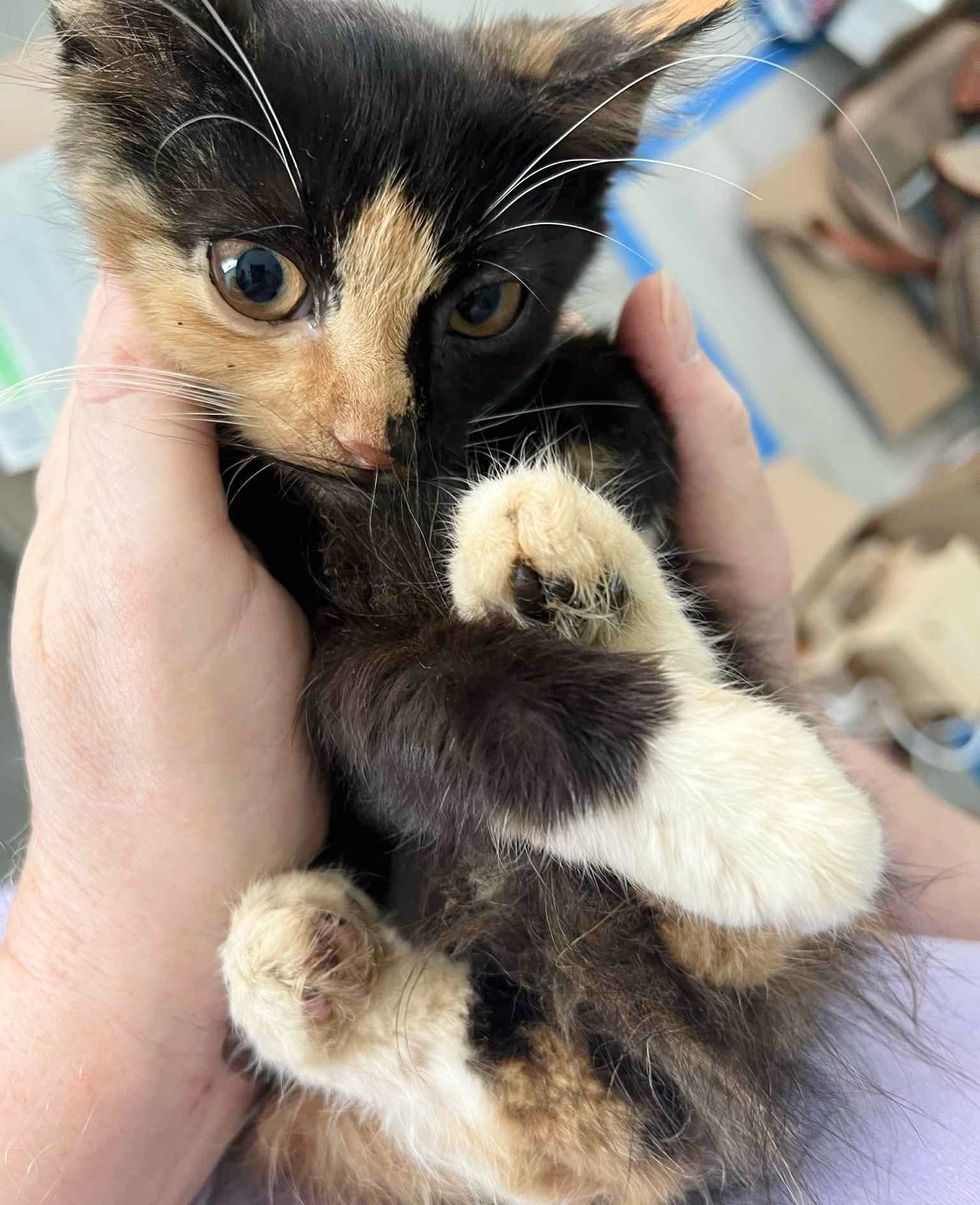 calico kitten happy cuddled