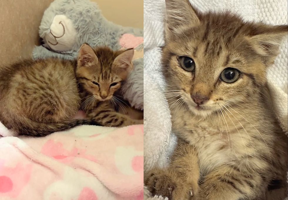 kneading kitten tabby