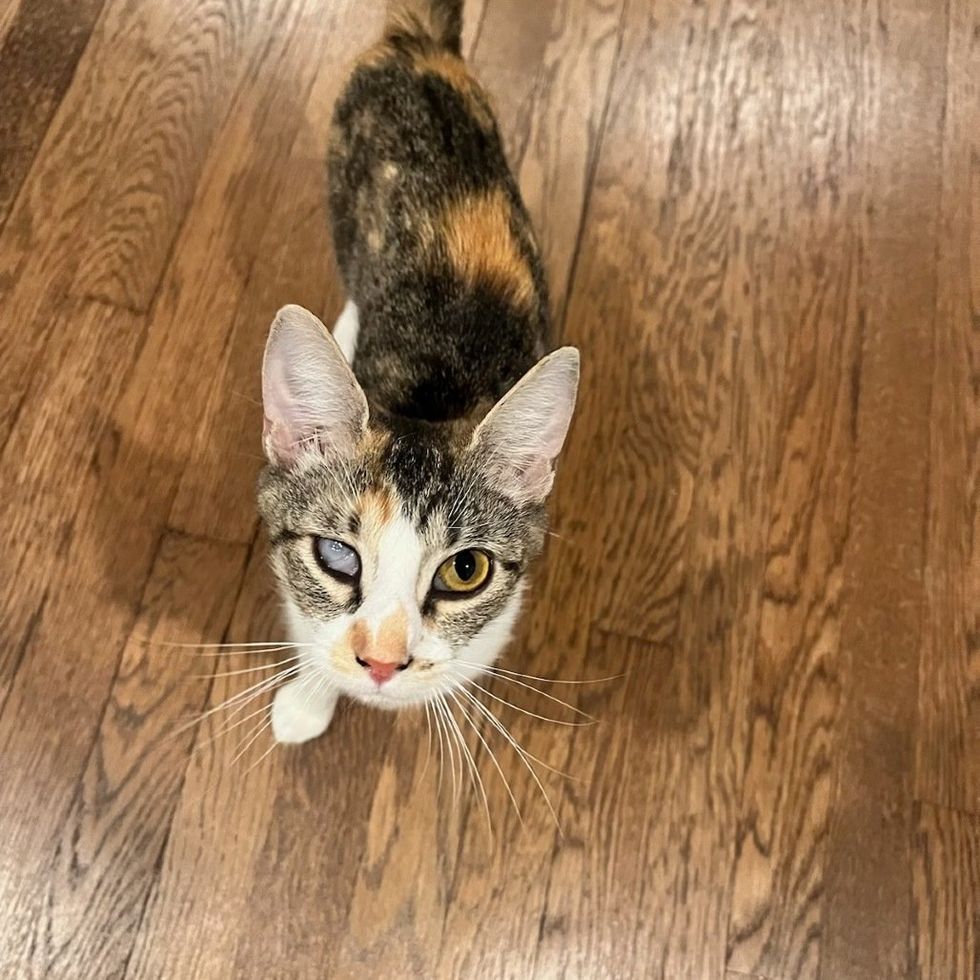 torbie cat foster home