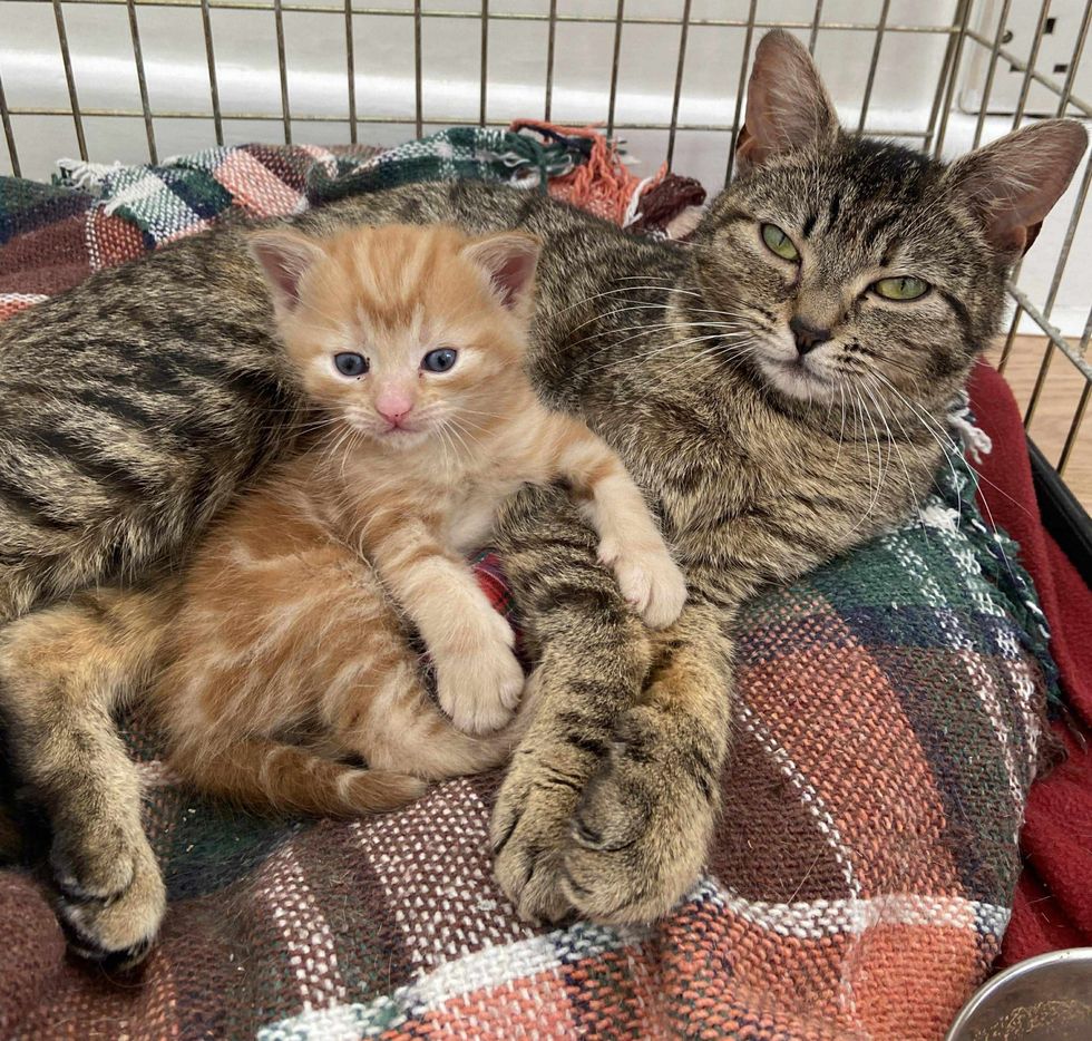 kitten cat mom bonded