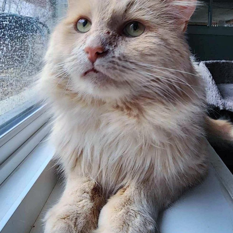 cream cat window