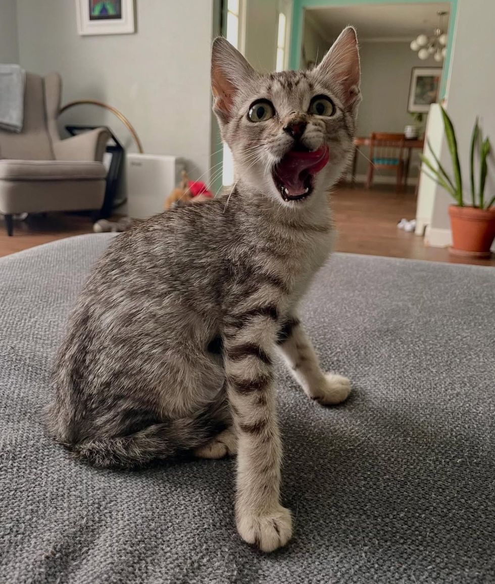 happy tabby young cat