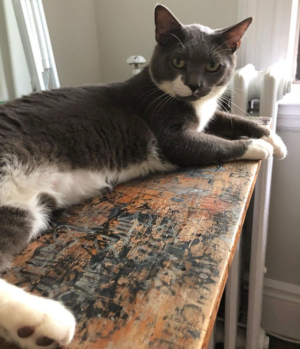 happy cat window perch