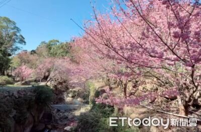 雲林賞櫻攻略！草嶺石壁綻放逾半　古坑櫻花季迎來最佳觀賞期