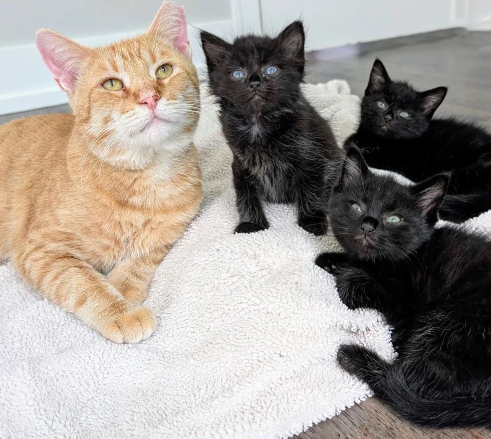 cat orange tiny kittens