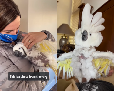 脫毛鳳頭鸚鵡被丟掉　趴新媽媽懷裡變成「搞笑大師」